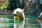 Polar bear in the water