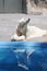 Polar bear water reflection