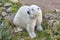 Polar bear in the wilderness. Wildlife animal background
