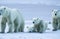 polar bear yearling cub snuggles in comfort with parent polar bear on a snow covered iceberg