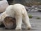 Polar bear yoga