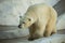 A polar bear in the zoo cage with a lonely face