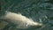 Polar bear at the zoo in slow motion. Polar Bear Swimming. A playful polar bear enjoys.