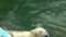 Polar bear at the zoo in slow motion. Polar Bear Swimming. A playful polar bear enjoys.