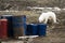 Polar bears in Arctic. Due melting of ice and lack of seals bears visiting to camps of tourists and scientists