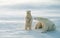 Polar bears in blowing snow storm,soft focus