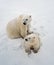 Polar bears in Canadiab Arctic