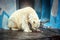 A polar bears cleans up its bloody face and body after killing