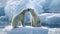 Polar bears with dense white fur kiss standing on glacier