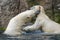 Polar bears fighting an playing