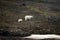 Polar Bears on Franz Joseph Land. Female with funny plump cub