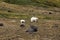 Polar Bears on Franz Joseph Land. Female with funny plump cub