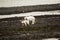 Polar Bears on Franz Joseph Land. Female with funny plump cub