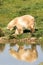 Polar bears head walking with a reflection