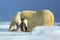 Polar bears, pair of big anilmals with seal pelt after feeding carcass on drift ice with snow and blue sky in Arctic Svalbard, in