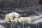 Polar bears sleep on rocks