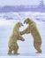 Polar Bears Sparring in a Strong Blizzard