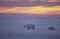 Polar bears at sunset in Canadian Arctic