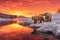 polar bears under the mesmerizing glow of winter solstice sunset