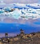 Polar birds on the shore of the ocean lagoon