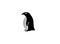 Polar black penguin logo creative