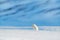 Polar fox in habitat, winter landscape, Svalbard, Norway. Beautiful animal in snow. Running fox. Wildlife action scene from nature