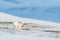 Polar fox in habitat, winter landscape, Svalbard, Norway. Beautiful animal in snow. Running fox. Wildlife action scene from nature