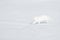 Polar fox in habitat, winter landscape, Svalbard, Norway. Beautiful animal in snow. Running white fox. Wildlife action scene from