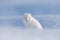 Polar fox in habitat, winter landscape, Svalbard, Norway. Beautiful animal in snow. Sitting white fox. Wildlife action scene from