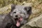 A polar fox lies on a rock and yawns