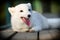 Polar fox lies on a wooden