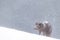 Polar fox (Vulpes lagopus) in the snow at Hornstrandir Nature Reserve, Iceland