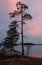 Polar Karelia sunset with pine tree,Russia