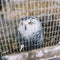 Polar owl The big white owl sits in a cage. Caged bird. Yellow eyes and wise eyes