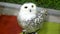 A polar owl sits and stares intently. White big owl