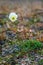 The polar poppy (Papaver radicatum) grows on Novaya Zemlya
