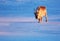 Polar reindeer on ice