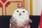 Polar Snowy Owl sits on perch and stares into the camera. Room for text next to the owl.