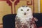 Polar Snowy Owl sits on perch and stares into the camera. Room for text next to the owl.