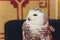 Polar Snowy Owl sits on perch and stares into the camera. Room for text next to the owl.