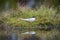 Polar tern made a nest on a small island