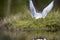 Polar tern made a nest on a small island