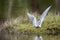 Polar tern made a nest on a small island