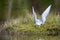 Polar tern made a nest on a small island