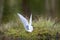 Polar tern made a nest on a small island