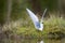 Polar tern made a nest on a small island