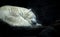 Polar white bear sleeping on snow rock. Sleeping polar bear in white winter zoo