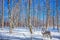 Polar wolf in the snow-covered aspen grove