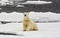 Polarbear sitting on an ice floe- Polar bears are threatened by climate change and global warming