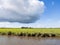 Polder landscape with grassland from Dokkumer Ee canal, Friesland, Netherlands
